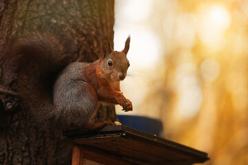 Sciurus. Rodent. The squirrel sits on a tree. Beautiful red squirrel in the park	