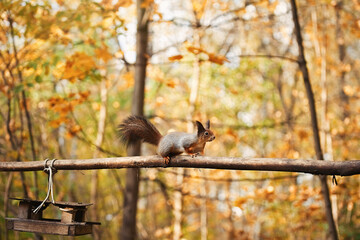 Sciurus. Rodent. The squirrel sits on a tree. Beautiful red squirrel in the park	