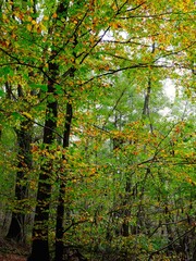 Deutscher Wald im Herbst mit vielen bunten Farben