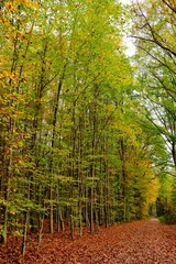 Obraz premium Deutscher Wald im Herbst mit vielen bunten Farben