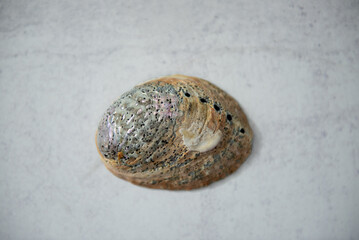 Paua unpolished shell on concrete background. Close up. Paua is Maori for abalone. 