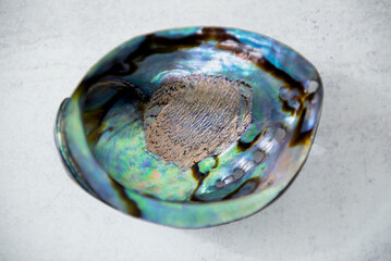 Paua polished shell on light concrete background. Close up with shadow. Paua is Maori for abalone. 