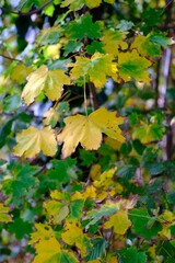 Makro Blatt mit intensiven Farben im Herbst
