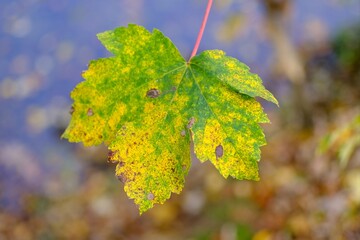 Makro Blatt mit intensiven Farben im Herbst