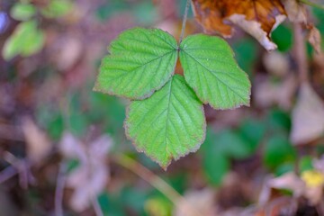 Makro Blatt mit intensiven Farben im Herbst