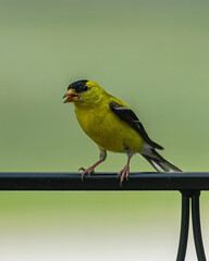 Wild Bird Perched Upon Branch