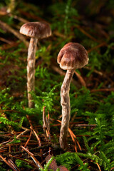 Magic mushrooms - Deadly webcap (Cortinarius rubellus) growing in the forest