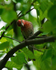 Wild Bird Perched Upon Branch
