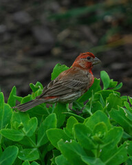 Wild Bird Perched Upon Branch