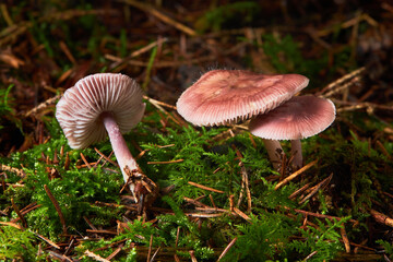 Mycena rosea or rosy bonnet mushroom growing in the forest