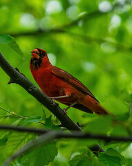Wild Bird Perched Upon Branch