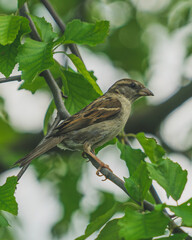 Wild Bird Perched Upon Branch