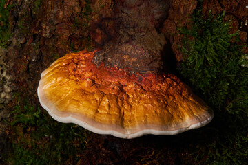 Reishi Mushroom (Ganoderma Tsugae) growing on Hemlock Tree. Medicinal mushroom used to heal the immune system.