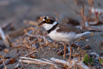 Fototapeta premium Charadrius dubius standing on the beach and on pieces of dried tree branch