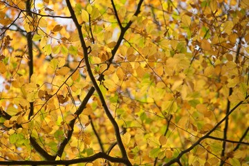 Autumn colorful leaves on autumn background