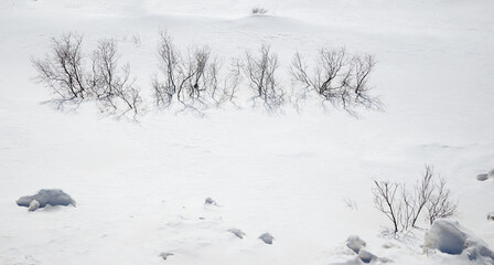Suche krzaki, bezlistne na białym śniegu. Wzór na białym śniegu, tło, struktura, alfabet. - obrazy, fototapety, plakaty