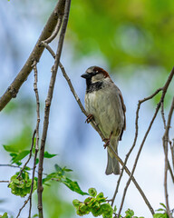 Wild Bird Perched Upon Branch