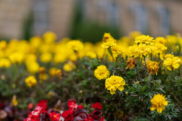 Obraz premium Blooming yellow marigolds, flower bed with selective focus and blurred background as copy space
