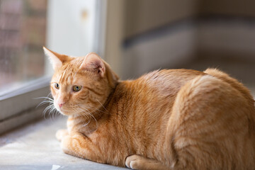 Orange tabby cat laying down beside window