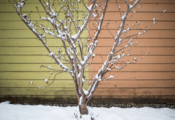 leafless snow covered tree in front of colorful board wall