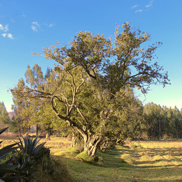 Árbol frondoso de níspero en los andes peruanos, cielo azul
