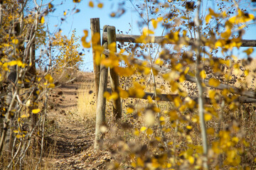 Rustic fence surrounded by Aspen trees with yellow leaves in front of a blue sky. Uinta Mountains in Fall.
