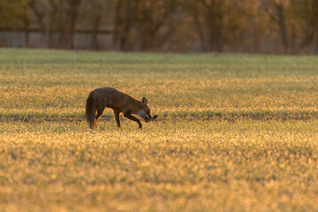 Red fox (Vulpes vulpes) carrying a stick in a field at sunrise