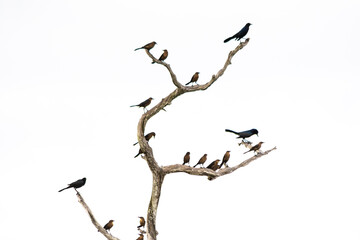 Black and brown grackle bird silhouettes on bare tre branches against a white sky - obrazy, fototapety, plakaty