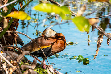 Black-bellied whistling duck cleaning its feathers on the bank of a pond
