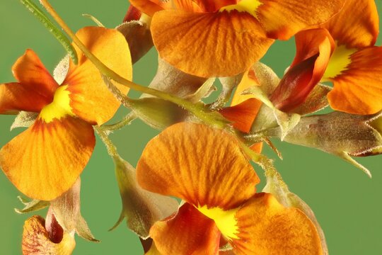 Flowers of Red Parrot-Pea (Dillwynia hispida). Australian native plant.