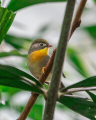 Bird Perched Upon Branch Eating