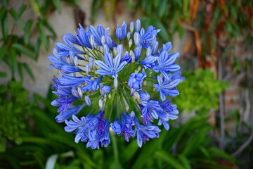 Agapanthus praecox (Lila del Nilo)