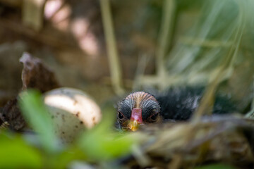 Common gallinule chick in the nest with an unhatched egg