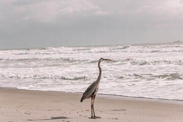Heron Bird on Beach