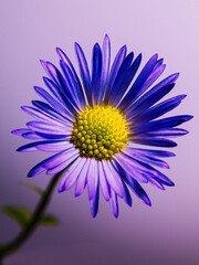 Fototapeta premium Aster amellus/