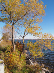 Beautiful tall tree with yellow leaves by the lake