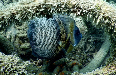 Costa Rica Pacific Sea Life