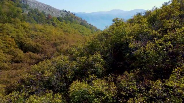 forest in autumn