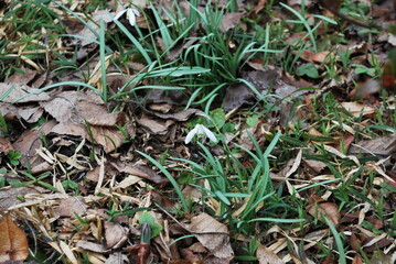 Galanthus nivalis flowers, the snowdrop or common snowdrop in spring