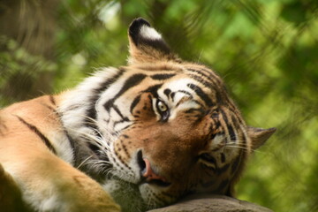 Tiger, hagenbeck, Zoo, Hamburg, 2022 