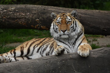 Tiger, hagenbeck, Zoo, Hamburg, 2022 , 