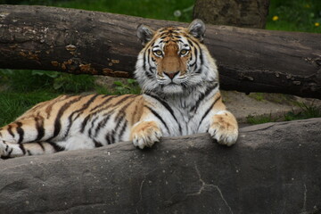 Tiger, hagenbeck, Zoo, Hamburg, 2022 