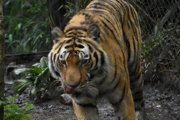 Tiger, hagenbeck, Zoo, Hamburg, 2022 ,  