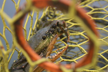 Male blue crab in trap
