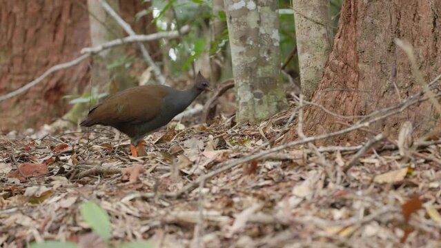 a tracking shot of an orange-footed scrubfowl foraging in a rainforest at kuranda in north qld, australia