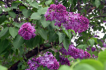 Lilac trees in lilac garden in Moscow.	
