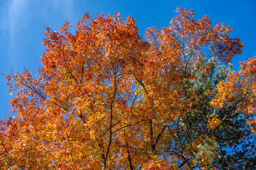 autumn leaves on sky