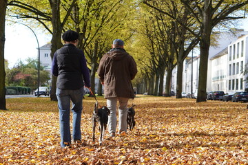 Der Herbst in Altona in Hamburg