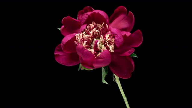 Burgundy peony flower blooming. Black background. Time interval. 4K.