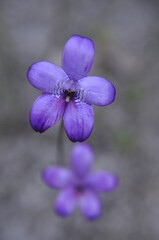 Purple enamel orchid. Wildflowers of Western Australia.